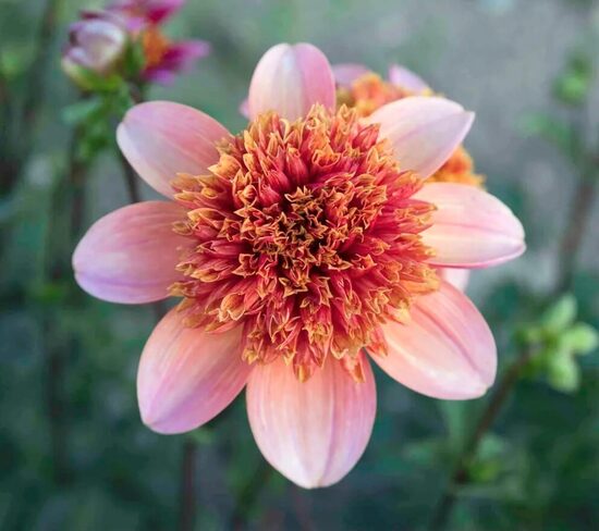 Dālija 'Totally Tangerine' 1 gums